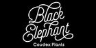 Black Elephant